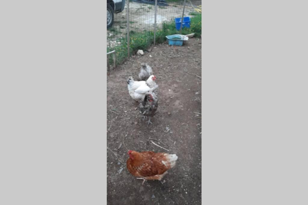 16Bis 1Ch, 2-4Pers, Jardin Les Gites Bigoudens Ploneour-Lanvern Exterior photo